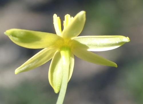 Image of Pauridia trifurcillata by (c) Nicola van Berkel, some rights reserved (CC BY-SA)