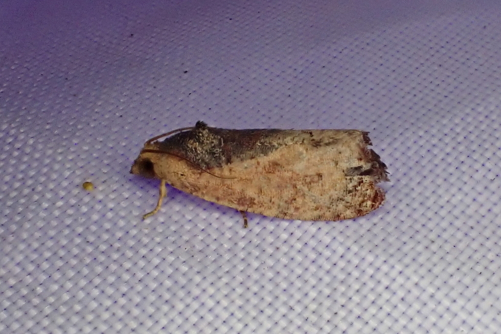 Barrenador de la nuez de macadamia en una planta