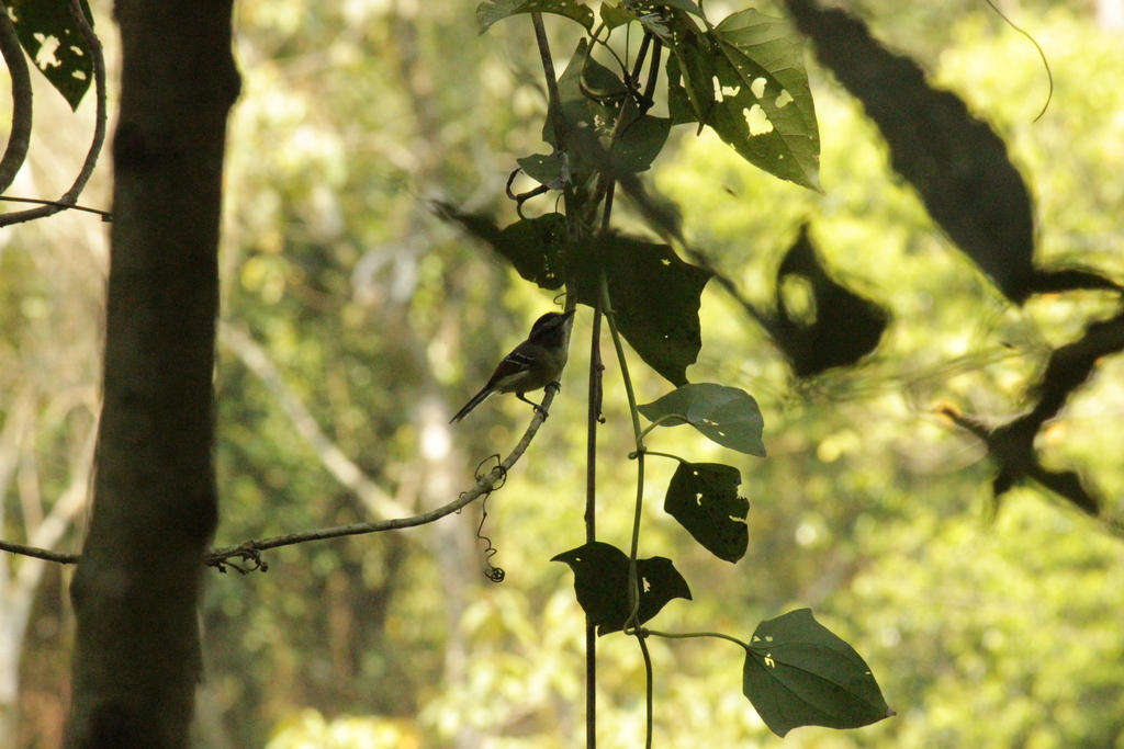 Southern Rufous-winged Antwren