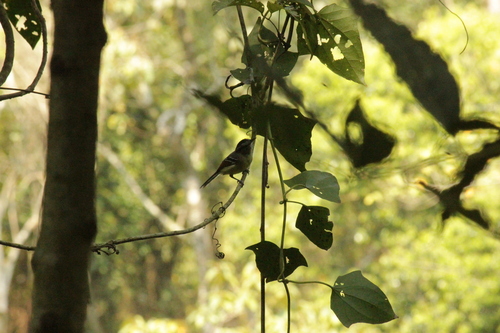 Southern Rufous-winged Antwren