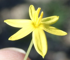 Pauridia trifurcillata