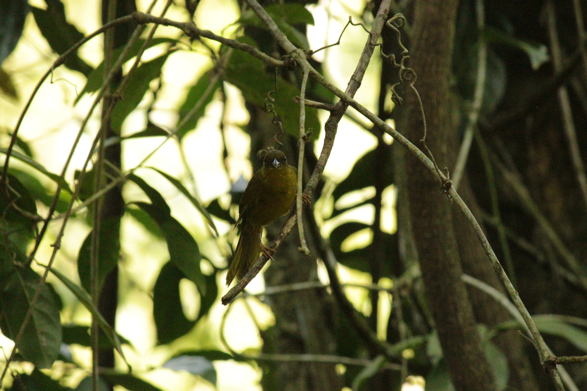 Olive-green Tanager illustration