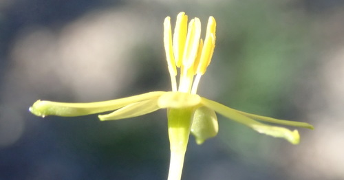 Image of Pauridia trifurcillata by (c) Nicola van Berkel, some rights reserved (CC BY-SA)