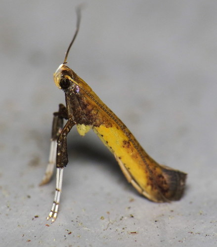 Azalea Leafminer Moth photo 4
