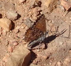 Trimenia macmasteri macmasteri