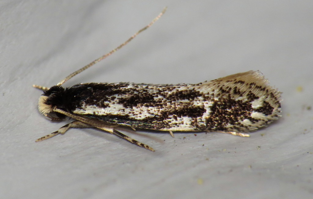 Leucomele miriamella