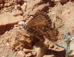 Trimenia macmasteri macmasteri