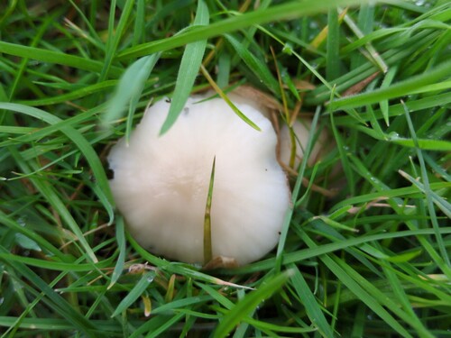 Snowy Waxcap (Cuphophyllus virgineus)