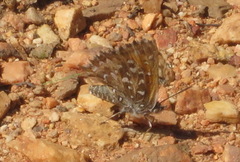 Trimenia macmasteri macmasteri