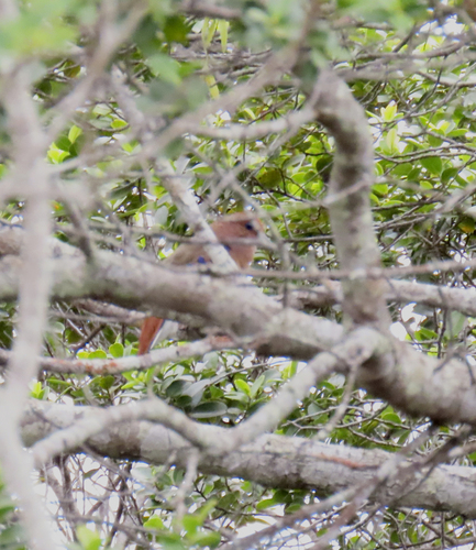 Blue-eyed Ground Dove