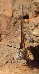 Trimenia macmasteri macmasteri