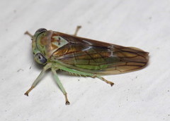 Populicerus