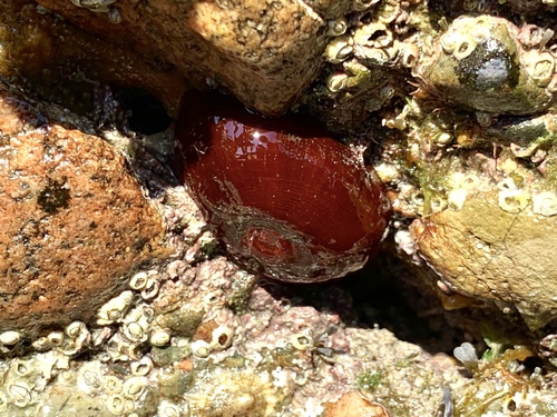 Atlantic Beadlet Anemone, photo 4 of 7