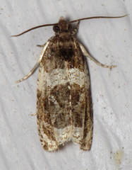 Olethreutes fasciatana