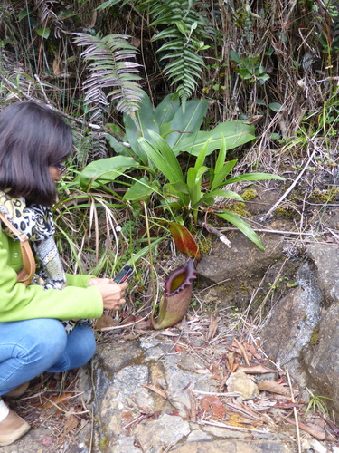 Image of Nepenthes rajah by (c) ml_ls, some rights reserved (CC BY)