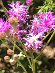 Vernonia lindheimeri