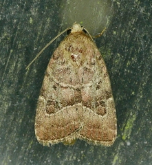 Elaphria fuscimacula