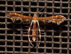 Geina tenuidactylus