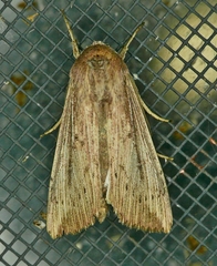 Leucania subpunctata