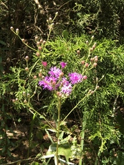 Vernonia lindheimeri