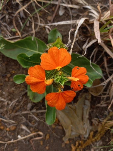 Image of Crossandra zuluensis by (c) Brian du Preez, some rights reserved (CC BY-SA)