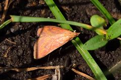 Pyrausta obtusanalis
