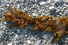 Sargassum sinclairii