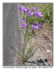 Brodiaea elegans elegans