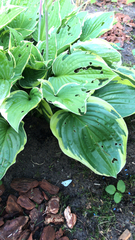 Hosta