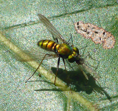 Condylostylus comatus