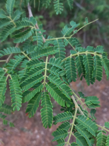 Albizia forbesii