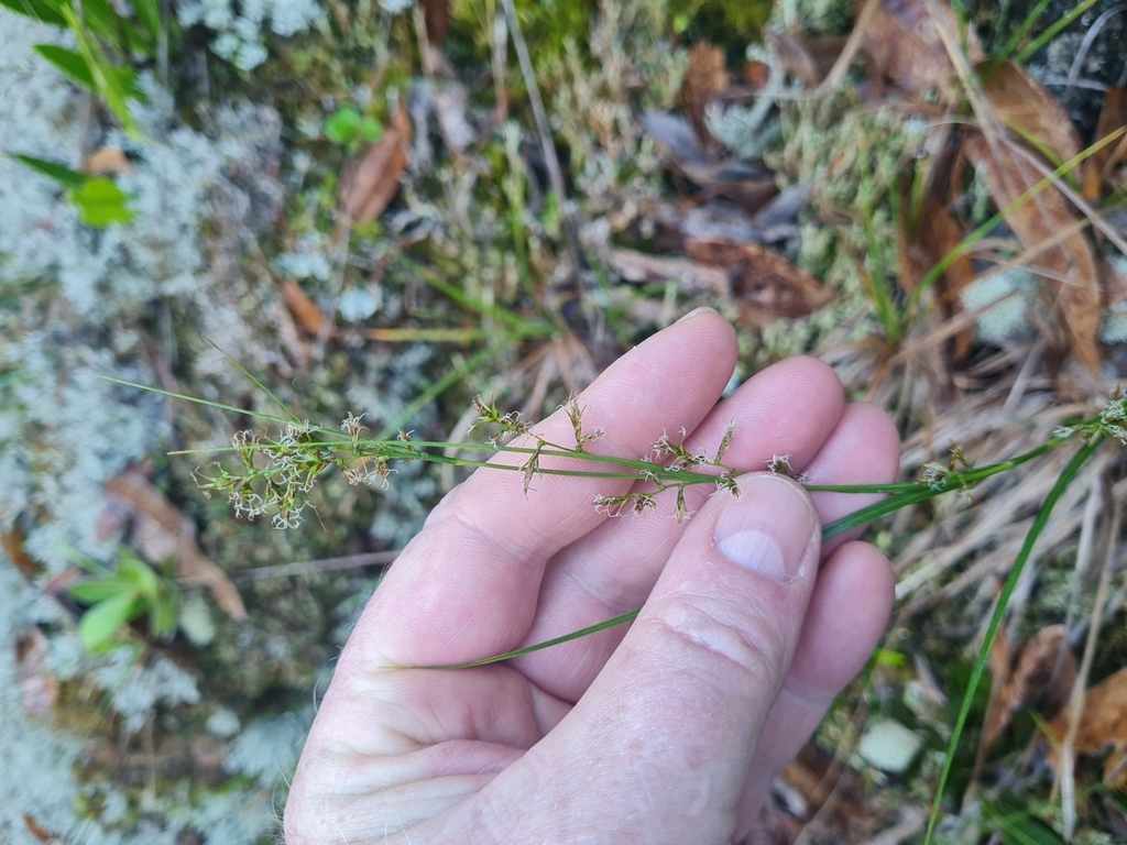 Carex porrecta