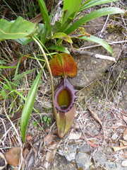Nepenthes rajah