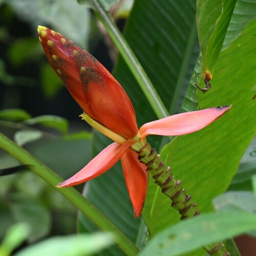 Musa beccarii, photograph 6