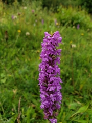 Gymnadenia