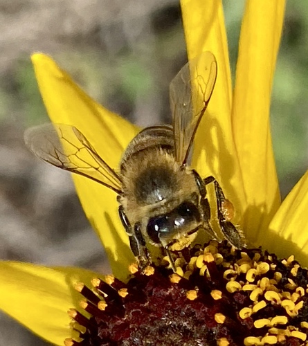iNaturalist observation photo of Western Honey Bee