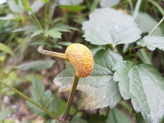 Puccinia alnetorum