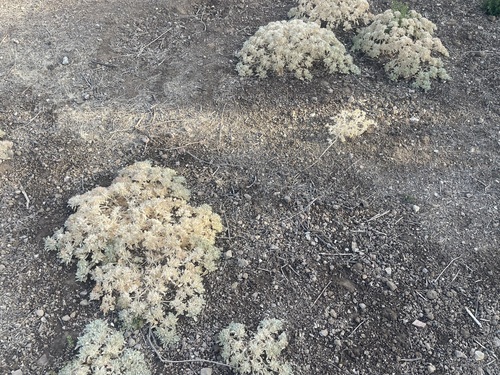 iNaturalist observation photo of turkey mullein