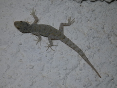 Mediodactylus
