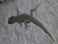 Mediodactylus