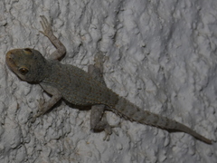 Mediodactylus