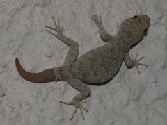 Mediodactylus
