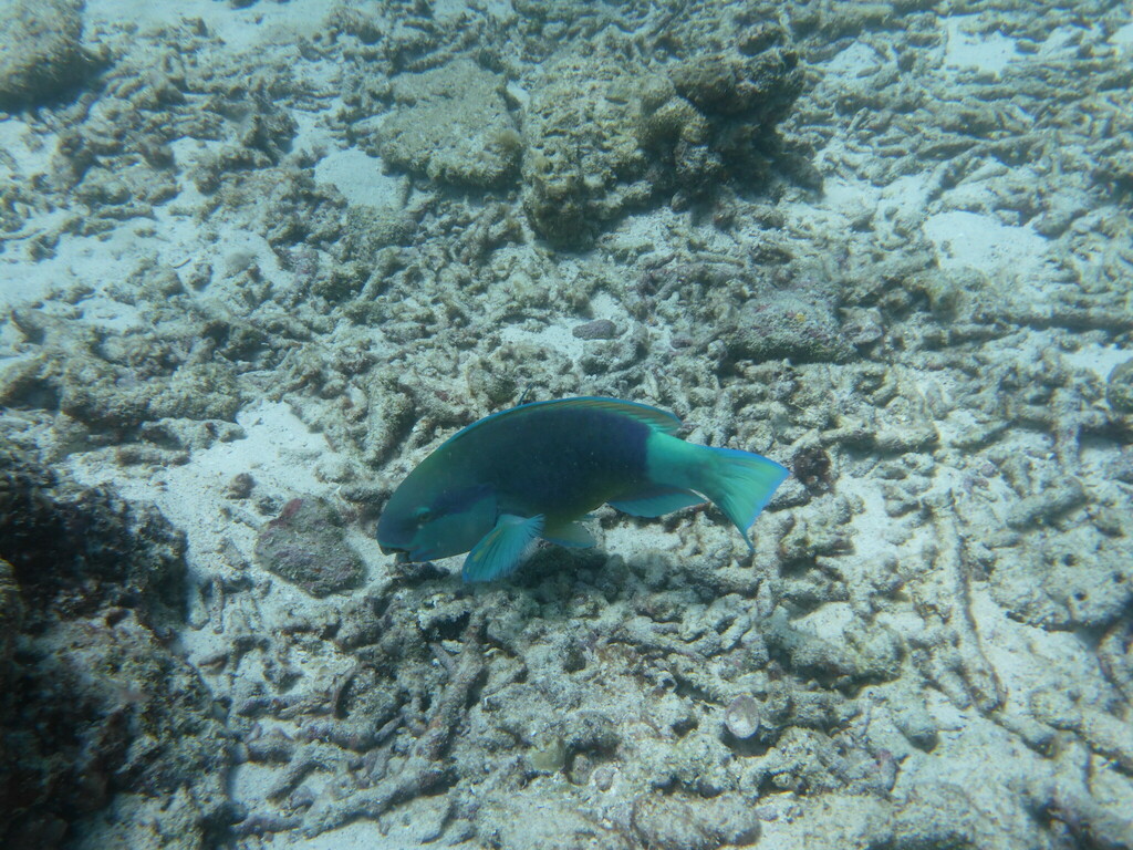 bullethead parrotfish