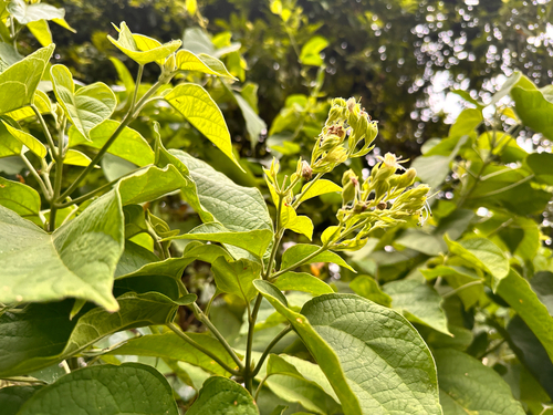 Clerodendrum villosum, photograph 3
