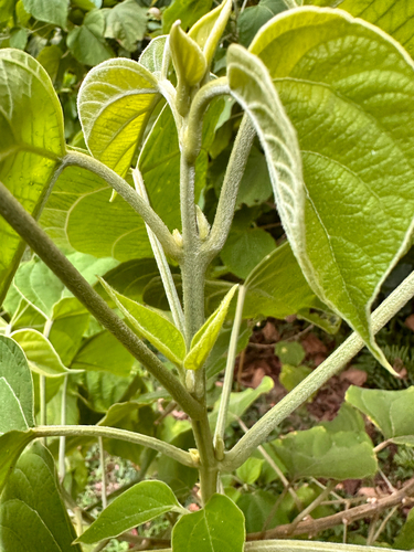 Clerodendrum villosum, photograph 5