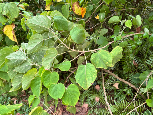 Clerodendrum villosum, photograph 4