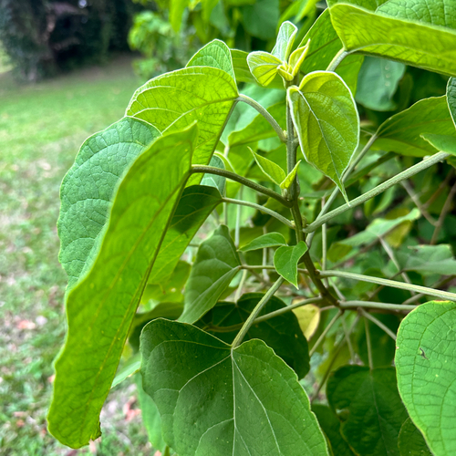 Clerodendrum villosum, photograph 6