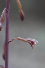 Bletia nitida