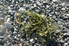 Caulerpa brownii