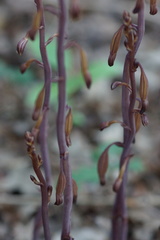 Bletia nitida